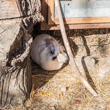 Oberegghof Ferienwohnung Hahnenkamm Rifiano Kültér fotó